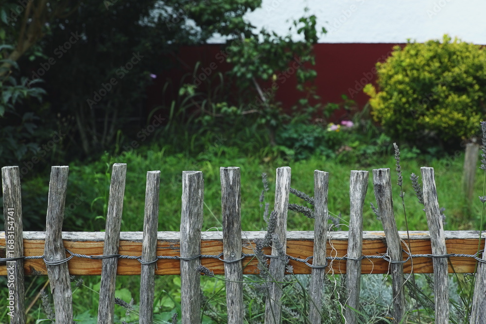 Obraz premium Rustic wooden fence with dry lavender stems against a green garden background. Countryside atmosphere with natural textures and aged wood.