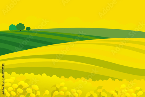 fields of canola flowers in full bloom  creating a