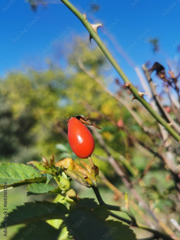 Φωτογραφία Tomato plant with fruits hanging from its branches, showing an abundant harvest