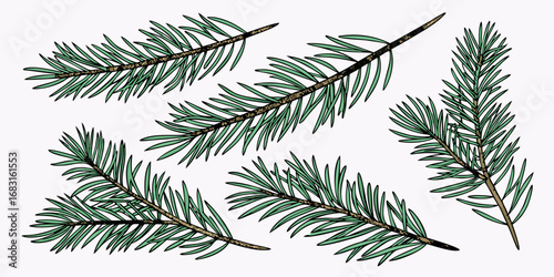 Illustration of several evergreen branches with needles on a white background arranged randomly