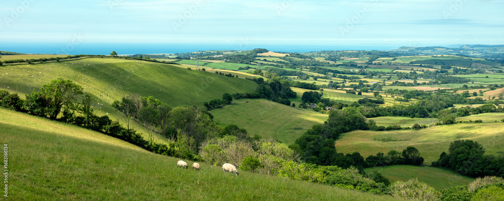 Εκτύπωση καμβά sheep in green hills of south dorset near jurassic coast