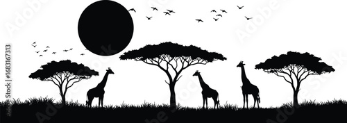 African savanna silhouette with giraffes, acacia trees, birds, and sun in serene wildlife landscape vector for nature-themed stock content