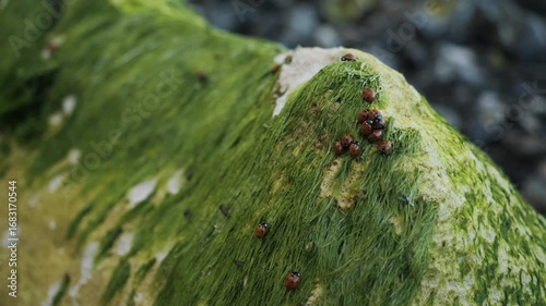 A closeup image of fascinating seaweed and insects on a coastal rock by the shore