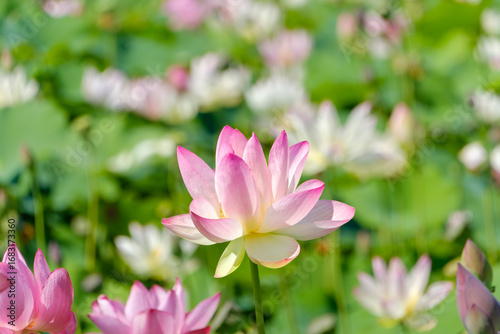 Pink lotus flower blooming in summer pond