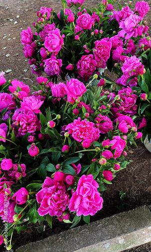 Bunch of vibrant pink peonies arranged on a natural background  