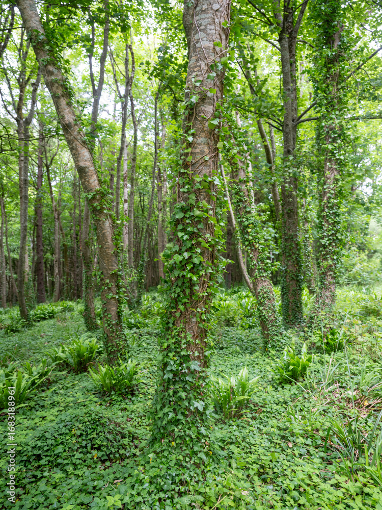 Fototapeta premium ivy clad trees in english park show shades of green