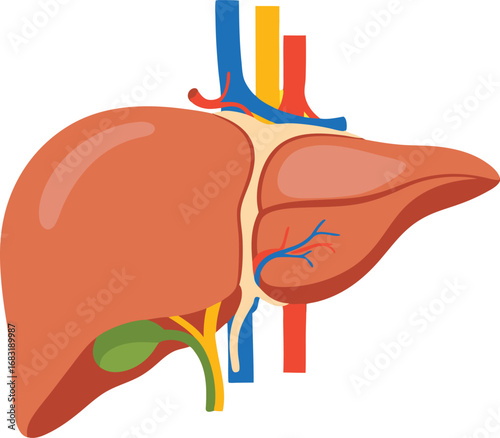 Illustration of Human Liver Anatomy with Blood Vessels and Bile Duct