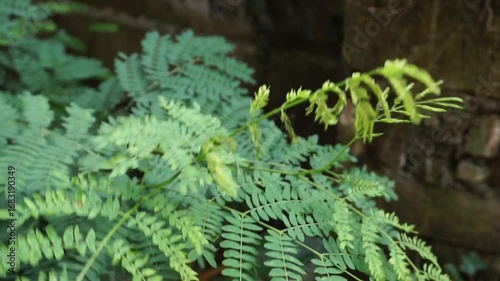 Close-up of Petai Cina Leaves (Leucaena leucocephala) Swaying in the Wind