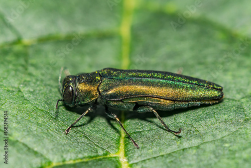Emerald Ash Borer - Agrilus planipennis