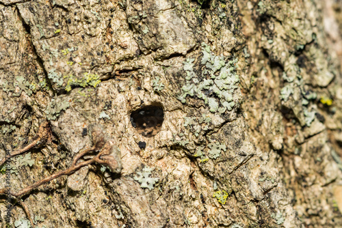 The D-shaped Exit hole made by an Emerald Ash Borer Beetle.