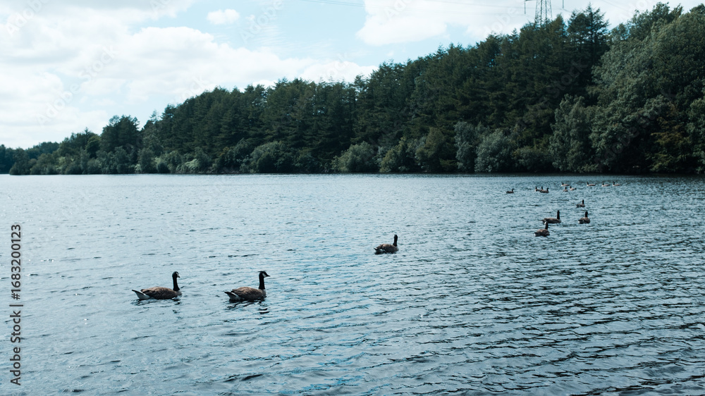 Obraz premium ducks on the lake