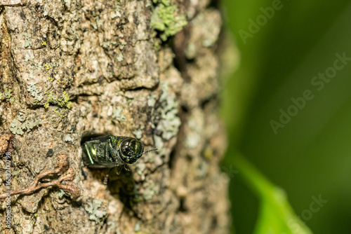 An Emerald Ash Borer emerging from a white ash tree in New England.