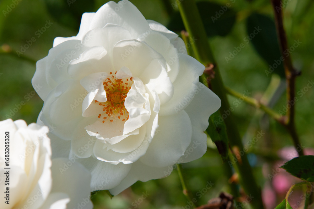 Obraz premium White flower. Cream rose flower close-up. White tea roses with a golden heart and soft shadows. A magnificent flowering shrub in a summer garden with a beautiful play of light and shadow