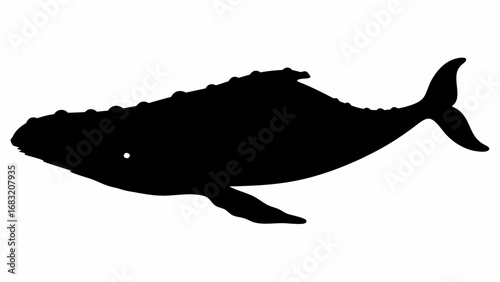 Silhouette of a humpback whale swimming with its pectoral fin and tail visible against a white background