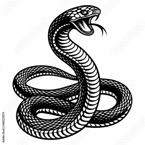 Snake lunges forward aggressively against a white backdrop