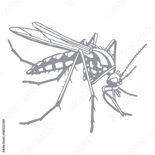 Mosquito