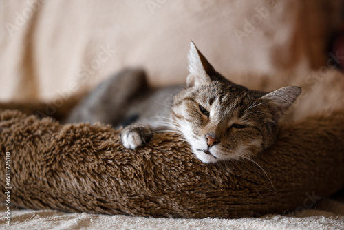 The elderly cat is lies and dozed in his bed. Shallow focus.