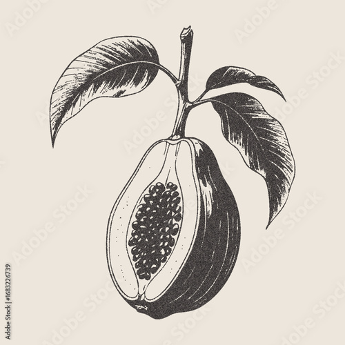 Vintage halftone papaya fruit illustration with photocopy texture and grunge effect, botanical engraving style papaya drawing with seeds, tropical exotic fruit etching artwork
