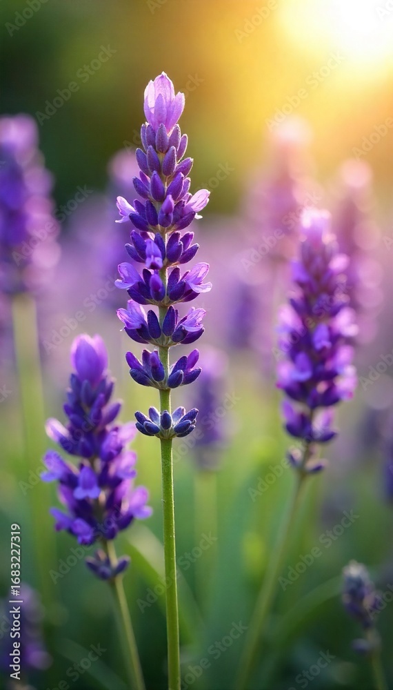 Obraz premium Close-up of fragrant lavender blossoms, bathed in soft sunlight, evoking tranquility and spiritual serenity Perfect for meditation, yoga, or aromatherapy imagery , mystical, calm
