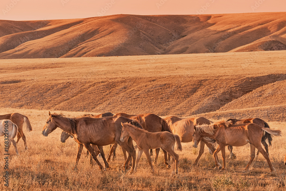 Fototapeta premium Wild horses grazing peacefully across a vast, arid landscape, bathed in the warm hues of a stunning sunset sky