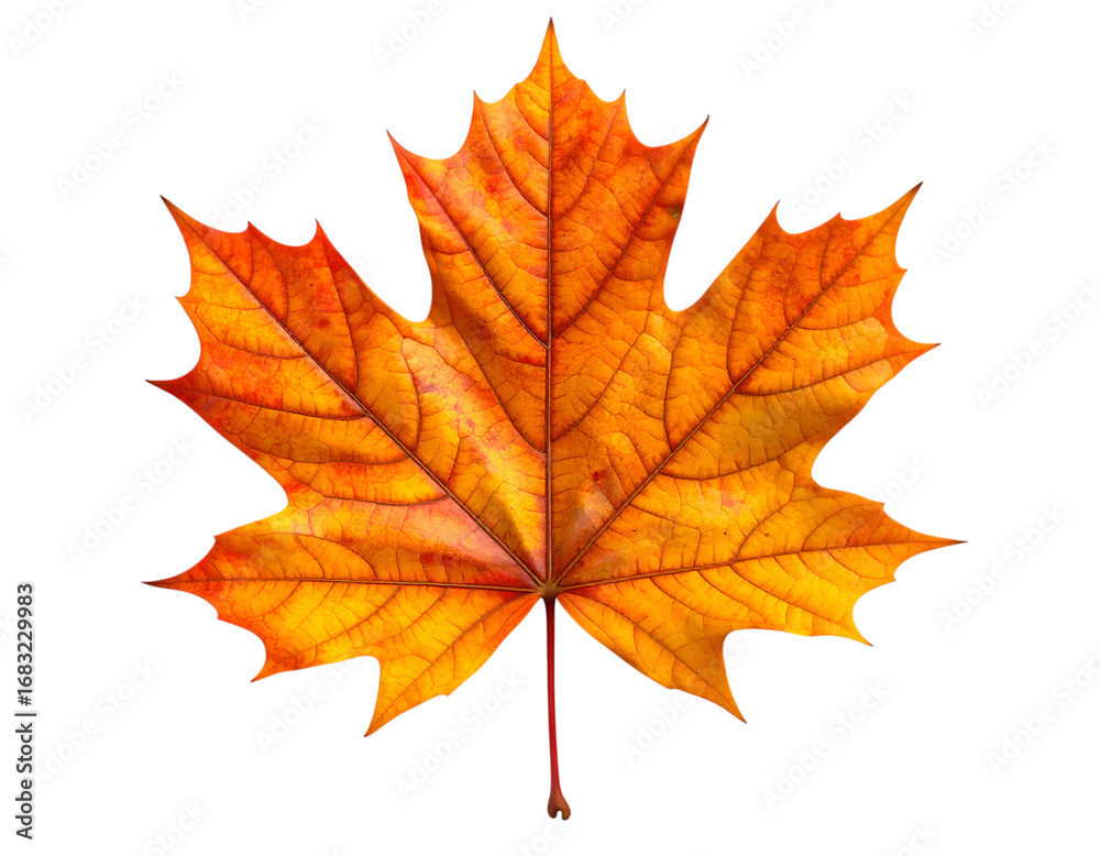 Fototapeta premium Autumn's Golden Embrace: A close-up studio shot captures the vivid beauty of a single, vibrant maple leaf, showcasing its intricate details and warm hues as a celebration of the season.