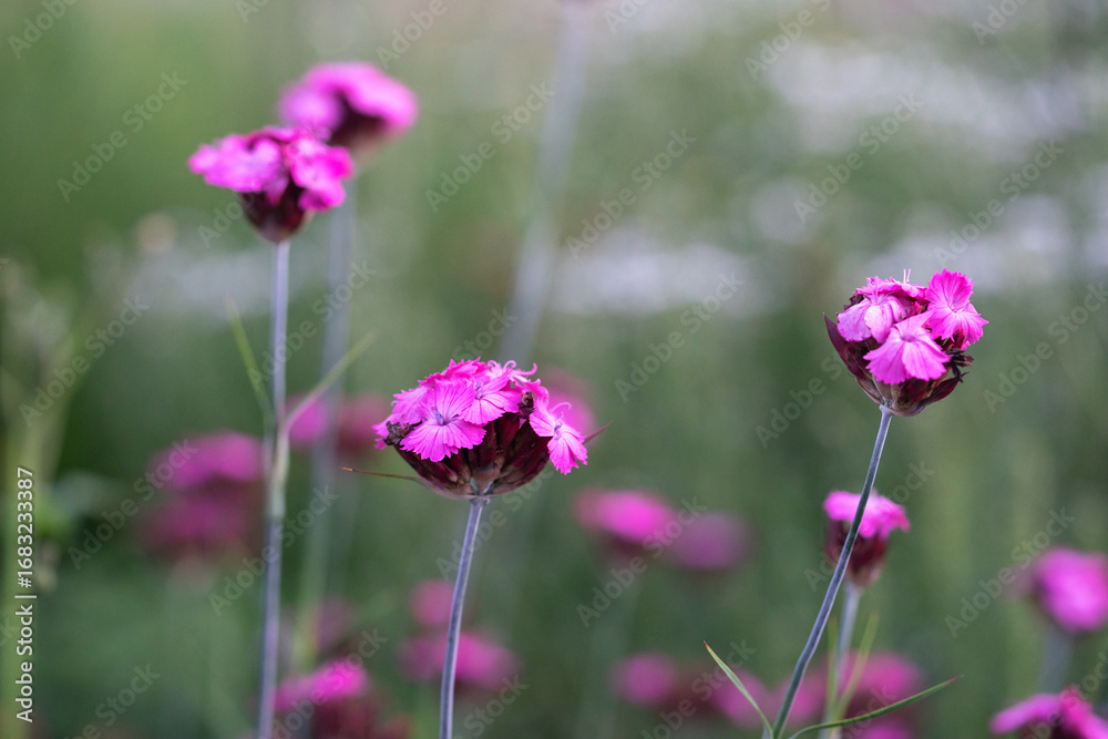 Fototapeta premium Dianthus caryophyllus