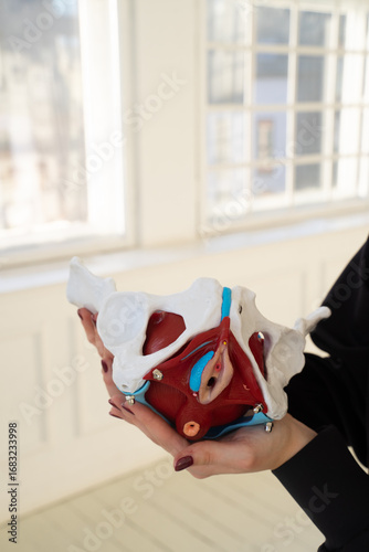 Anatomical model of female pelvis with visible vagina held by hands front view