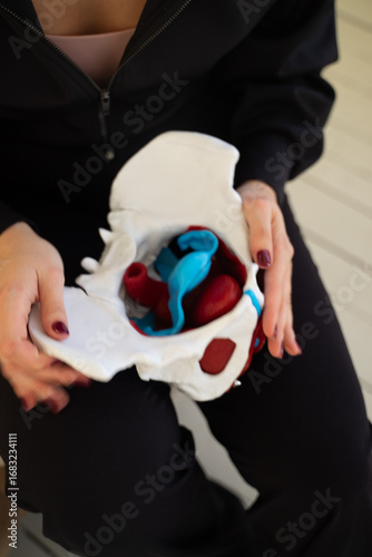 Female pelvic bone anatomical model in hands