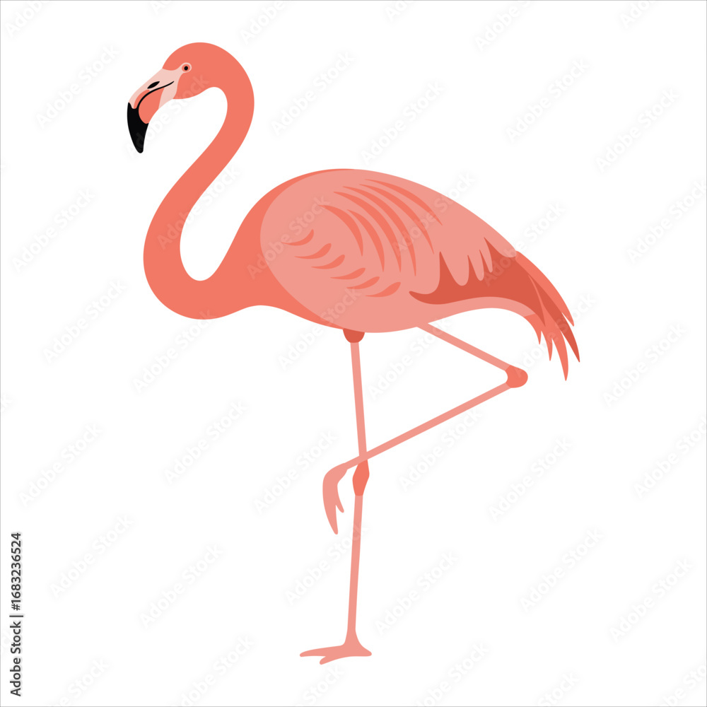 Fototapeta premium Pink Flamingo Standing On One Leg With Wings Slightly Open On White Background bird animal