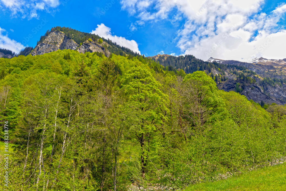 Fototapeta premium Weisstannen im Weisstannental, Mels, Kanton St. Gallen