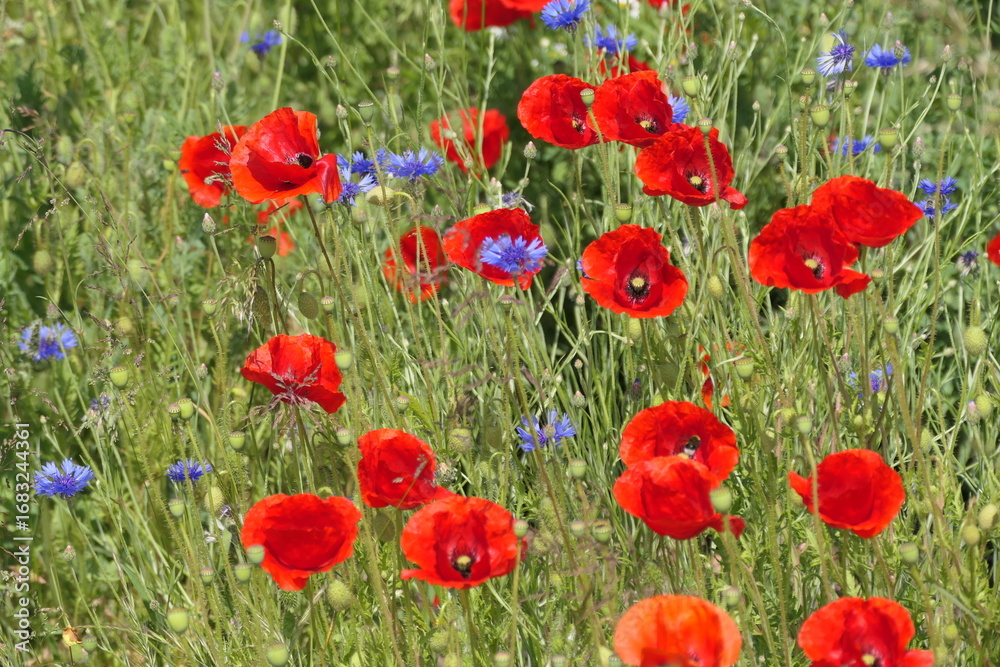 Obraz premium Klatschmohn und Kornblumen