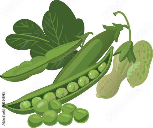 Fresh green pea pods and peas on a branch isolated on white background