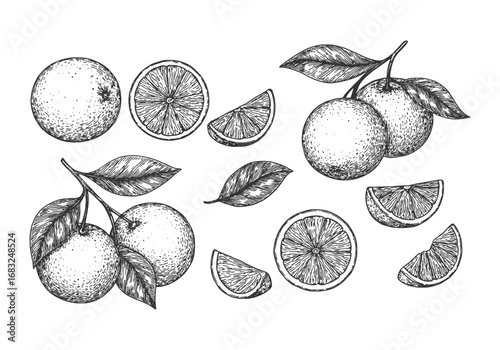 Hand drawn vintage illustration of oranges and citrus slices, detailed engraving style perfect for food, drink, and natural themes.