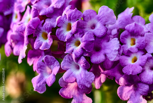 Beautiful purple flowers on a sunny day.