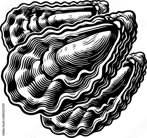 Detailed monochrome illustration of a clam shell with intricate line work and organic textures design