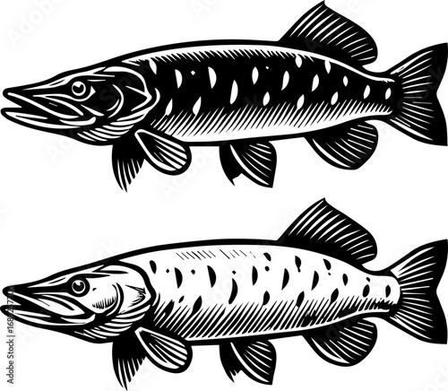 Two detailed monochrome illustrations of northern pike fish swimming in opposite directions facing left