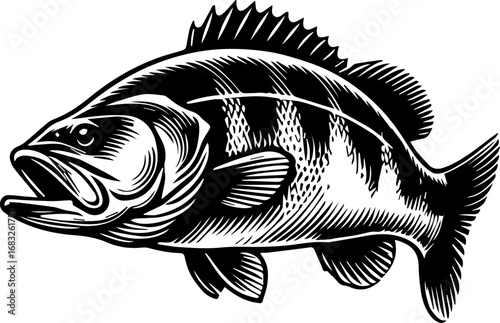 Illustration of a black and white fish with stripes and spiky fins in a detailed woodcut style art