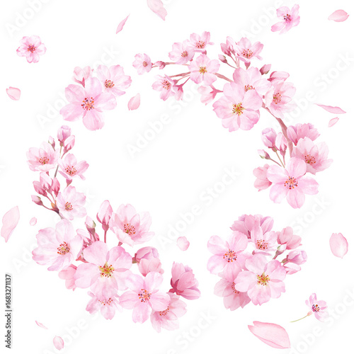 春の花：桜の水彩イラストで構成した円形装飾フレーム。花びらの背景。

