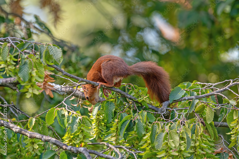 Obraz premium Red squirrel on a tree branch