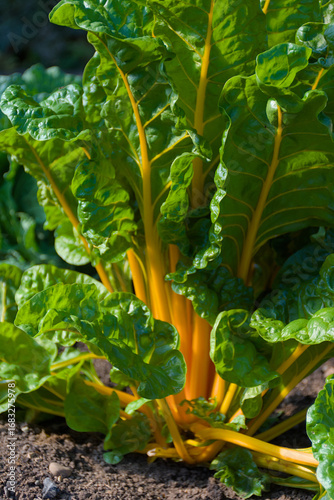 Vibrant Swiss chard with bright yellow stems and lush green leaves, growing in rich soil. The image captures the fresh, organic feel of a home garden, perfect for themes of healthy eating, sustainable