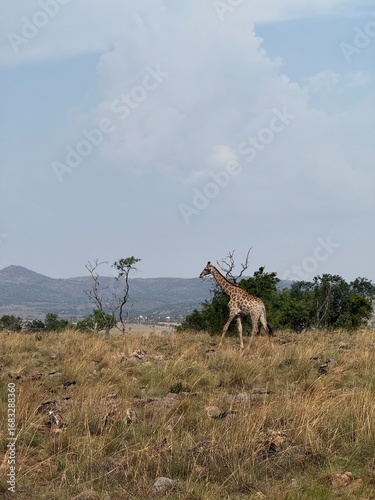 Photography giraffes in the savanna