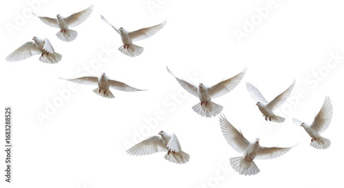 Isolated Flock of White Doves