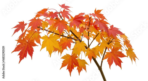Isolated Autumn Maple Tree Branch