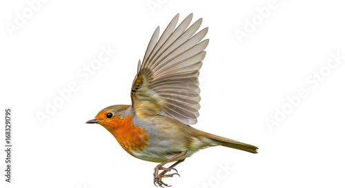 Tableau sur toile Isolated Robin in Flight