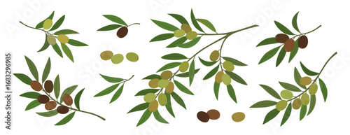 Set of olive tree branches with black and green olives. Mediterranean plant with edible fruits. Hand drawn vector illustration isolated on white background, flat cartoon style.