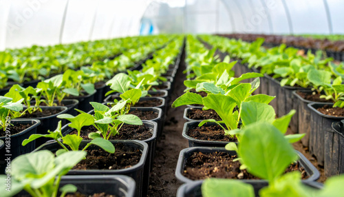 a greenhouse, rows of small, dark containers filled with soil sit closely together, each containing a small, leafy plant