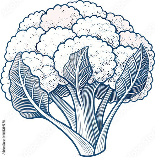 cauliflower line art design