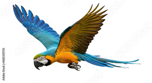 Isolated macaw, flying bird
