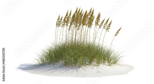 Fototapeta Naklejka Na Ścianę i Meble -  Isolated Beach Grass