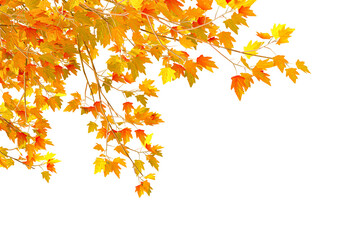 autumn leaves background in corner on transparent